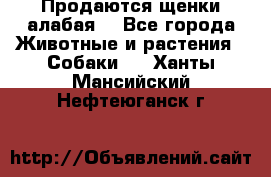 Продаются щенки алабая  - Все города Животные и растения » Собаки   . Ханты-Мансийский,Нефтеюганск г.